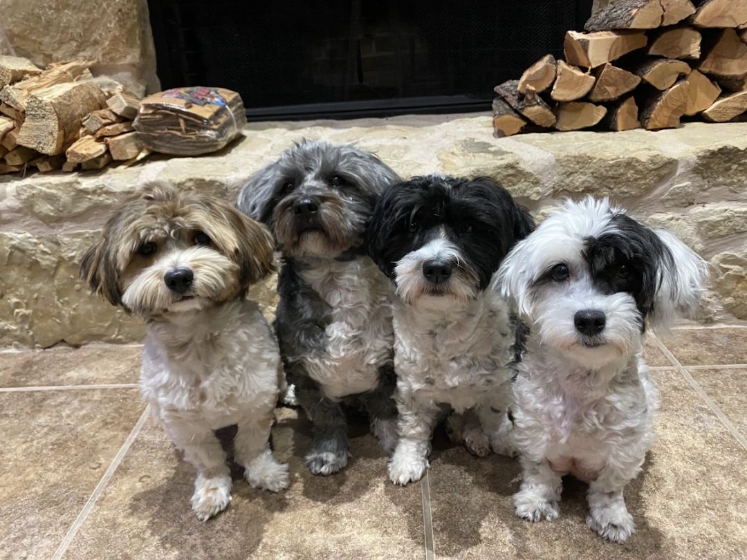 Misty trails sales havanese puppies